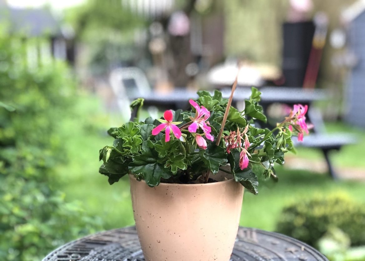 Garden Glory - what I get up to in my garden